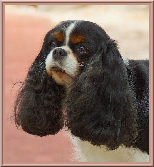 Carham Ciné star - 1ère Excellente - Meilleur Vétéran - BOS