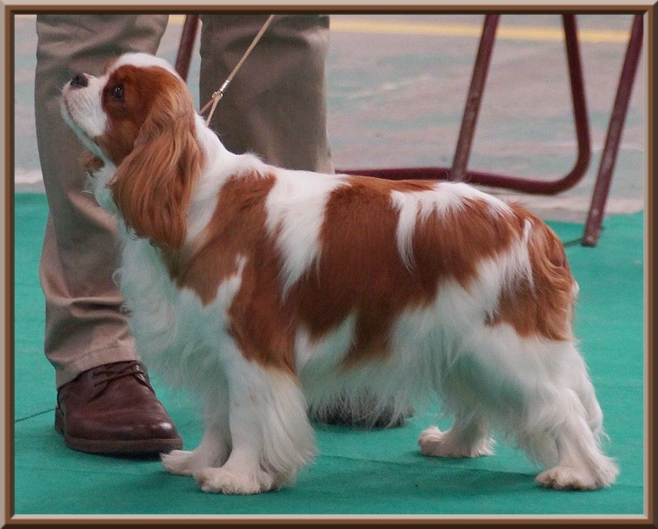 CH. Mayerling de Luline - Excellent (classe Jeune)