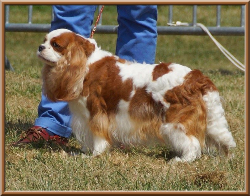 CH. Isadora duncan de Luline - 1ère Excellent