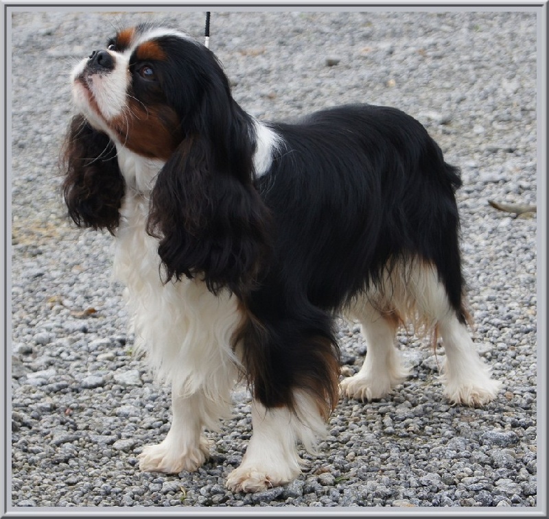 Fabulous dream de Luline - 1er Excellent (Classe Jeune)