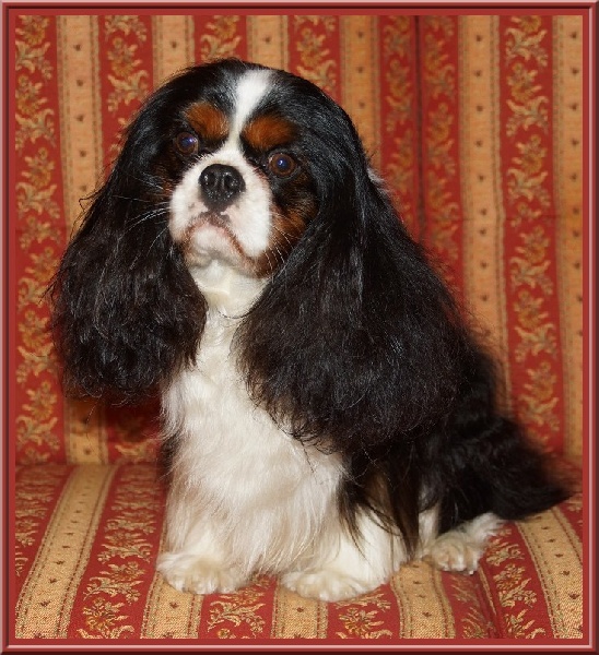 Fabulous dream de Luline - 1er Excellent