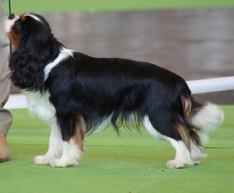 Fabulous dream de Luline - Très Bon