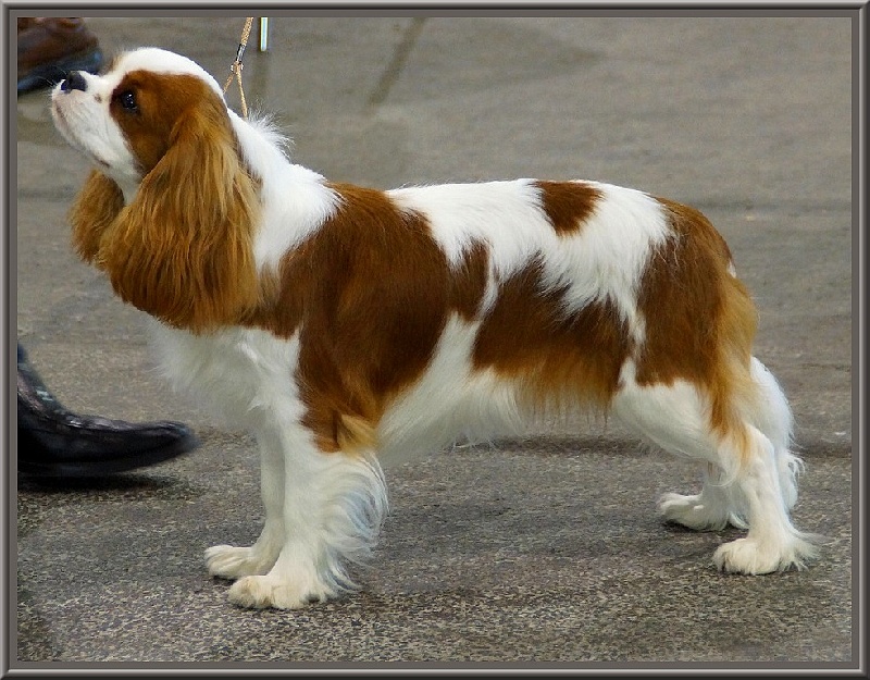 CH. Isadora duncan de Luline - 1ère Excellent