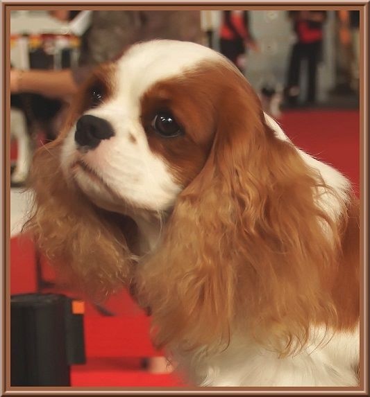 CH. Isadora duncan de Luline - 1ère Excellente - CACS - CACIB