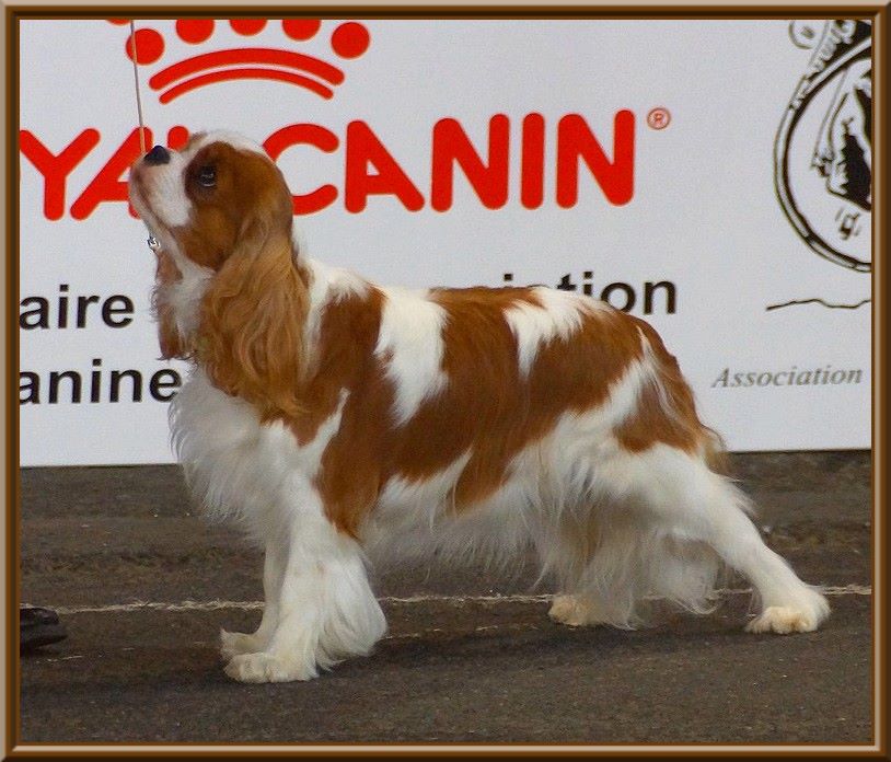 CH. Mayerling de Luline - 1ère Excellent - R.CACS