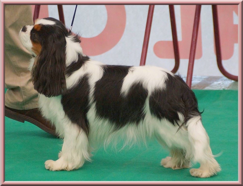 CH. Madame butterfly de Luline - 1ère Excellent ( Classe jeune)