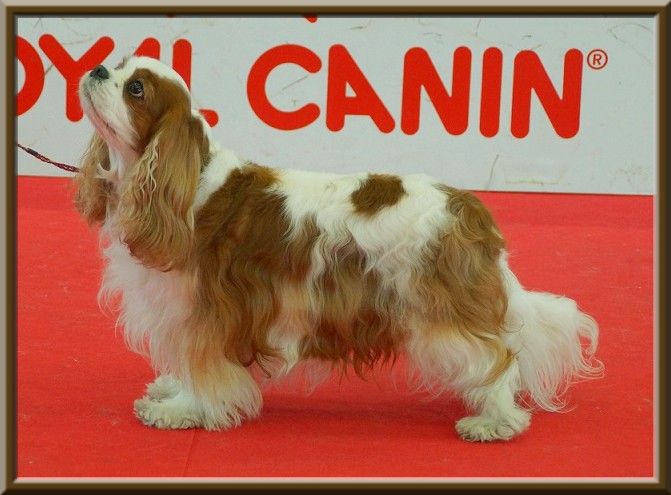 CH. Isadora duncan de Luline - 1ère Excellent - Championne de France Vétéran