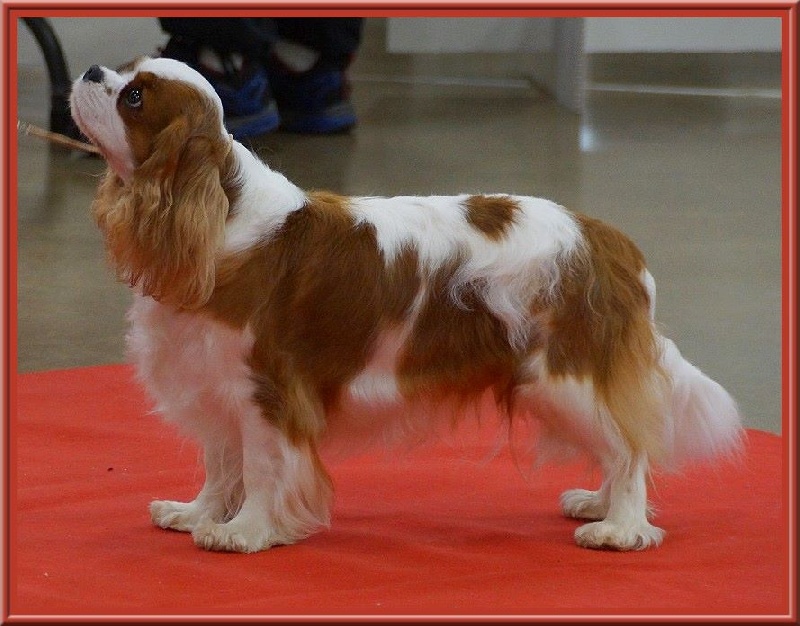 CH. Isadora duncan de Luline - 1ère Excellent - CACIB - Meilleur de Race