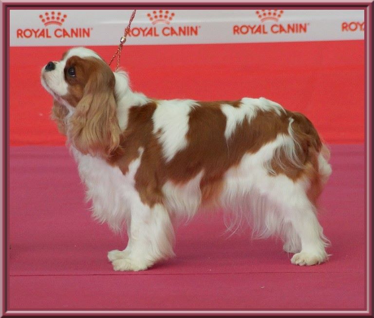 CH. Mayerling de Luline - 1ère Excellent - CACS - BOS