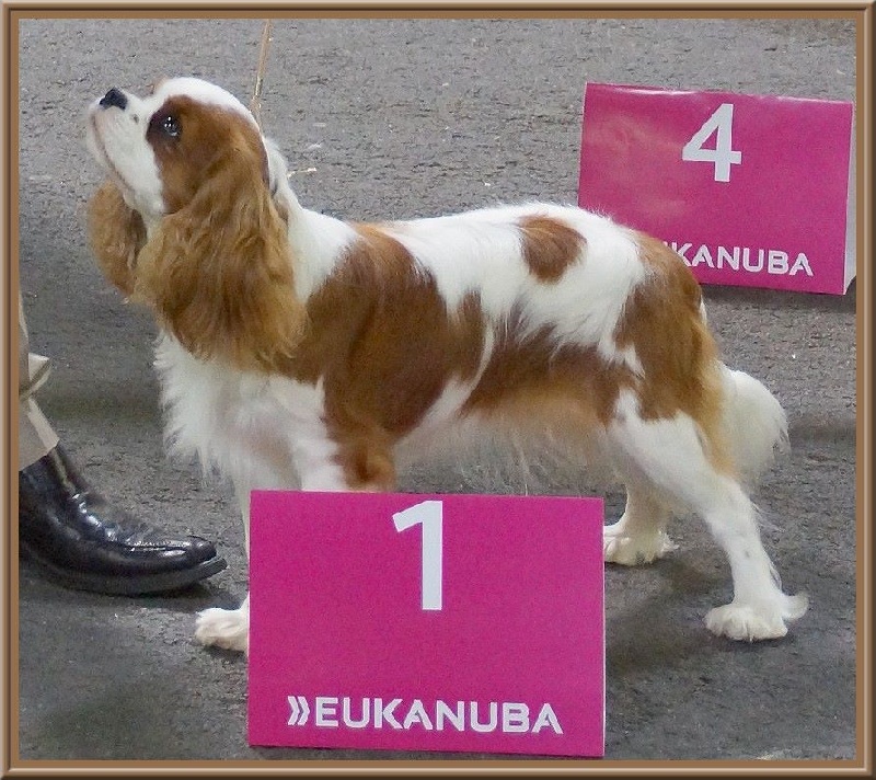 CH. Isadora duncan de Luline - 1ère Excellent - Meilleur Jeune