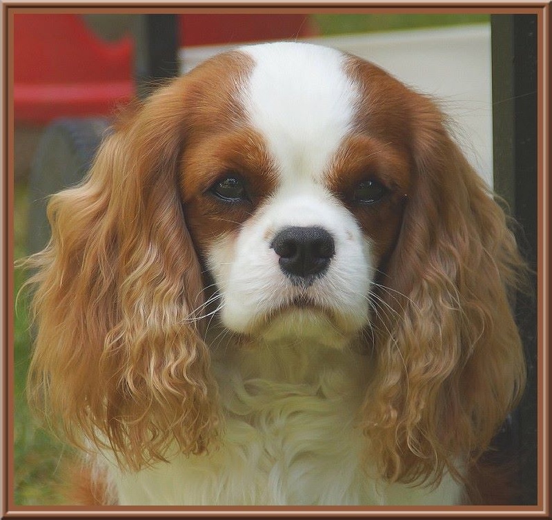 CH. Isadora duncan de Luline - 1ère Excellente - CAC - CACIB