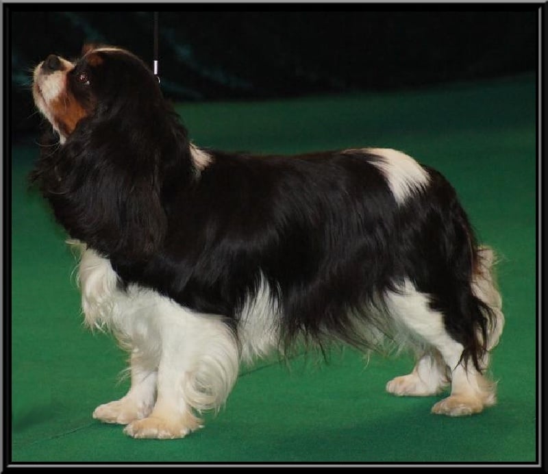 Carham Ciné star - Excellent (CO)