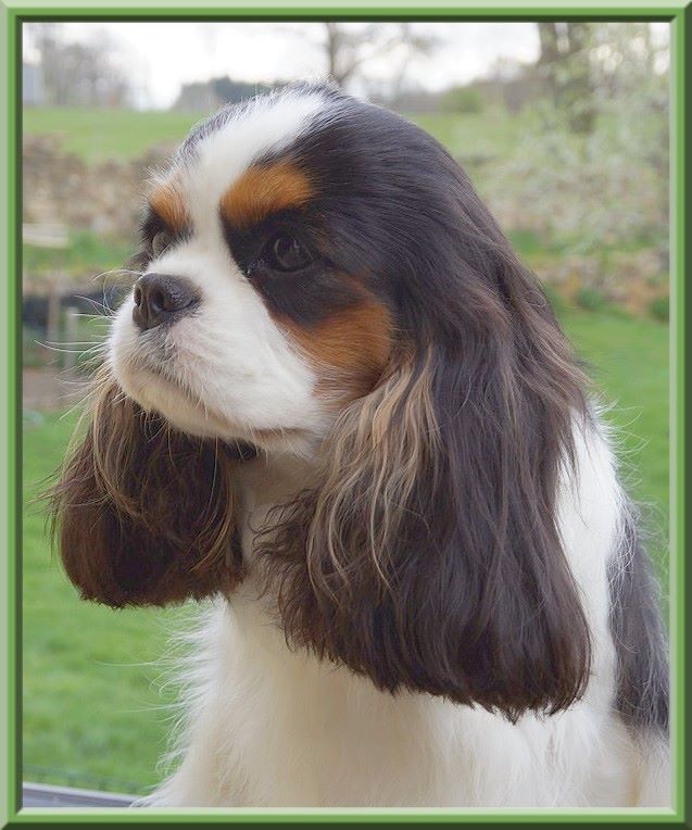 CH. Madame butterfly de Luline - 1ère Excellent ( Classe jeune)