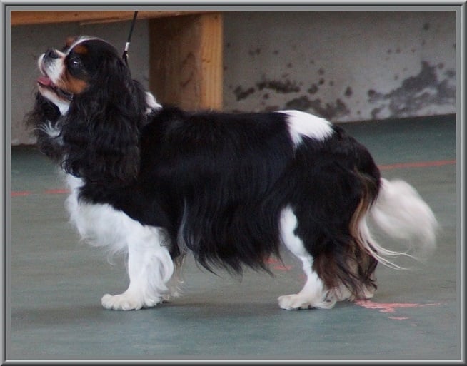 Carham Ciné star - 3ème Excellente