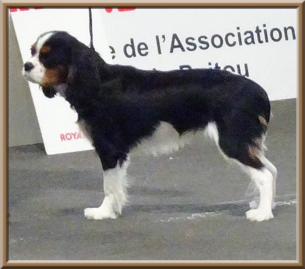 Piétra galla de Luline - Très Prometteur