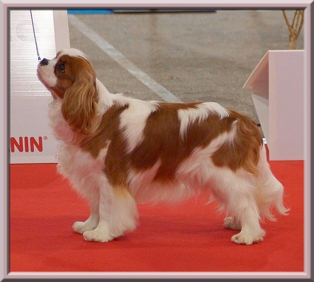 CH. Mayerling de Luline - 1ère Excellent (Classe Jeune)