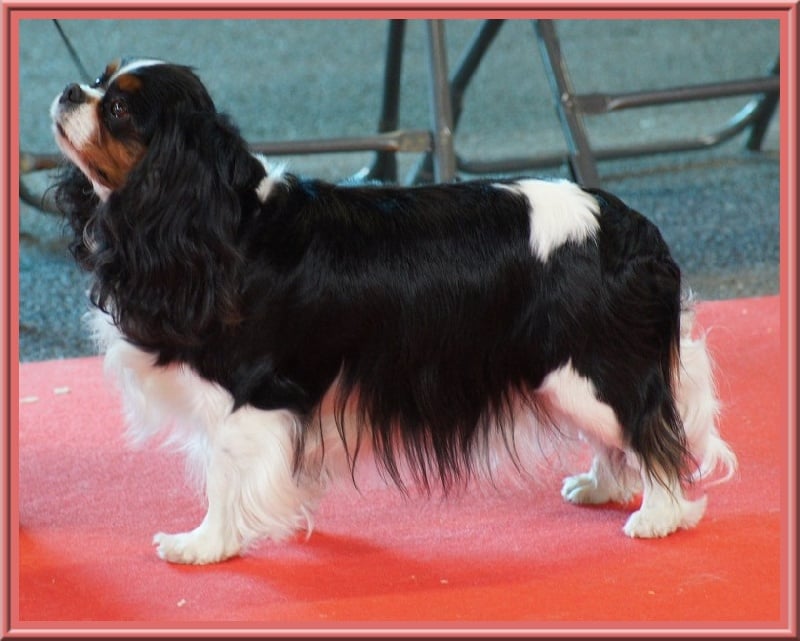 Carham Ciné star - 1er Excellente