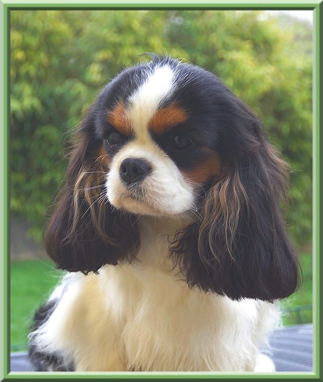 CH. Madame butterfly de Luline - 2ème Excellent (Classe Jeune)