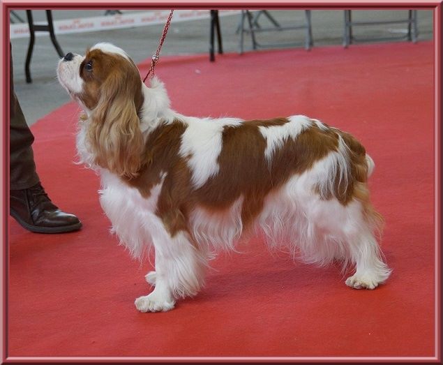 CH. Mayerling de Luline - 1ère Excellent - CACS - CACIB - Meilleur de Race