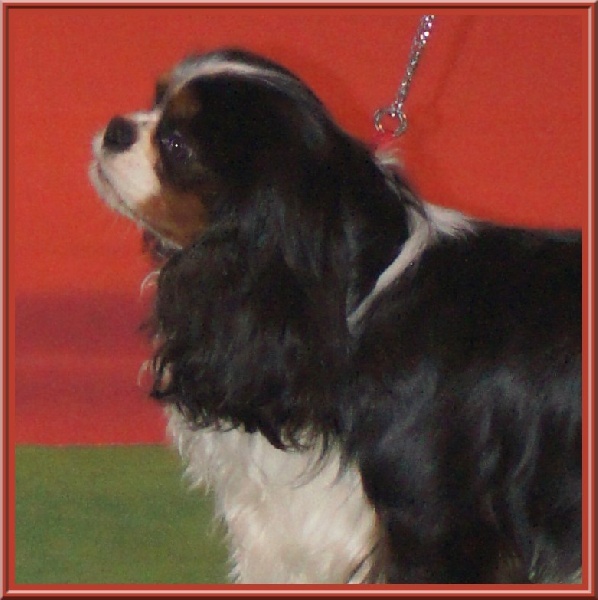 Fabulous dream de Luline - 3ème Excellent.