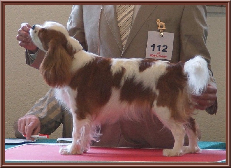 CH. Isadora duncan de Luline - Très Bon