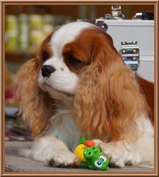 CH. Isadora duncan de Luline - 1ère Excellent; CACS; CACIB et Meilleur de Race