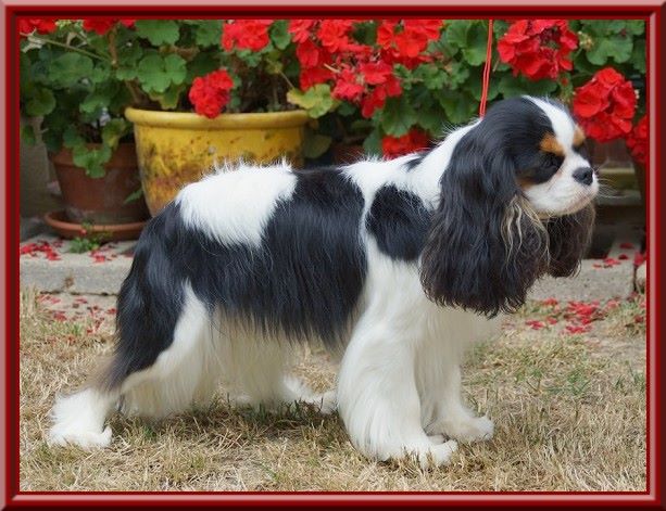 CH. Madame butterfly de Luline - 1ère Excellent - CACS