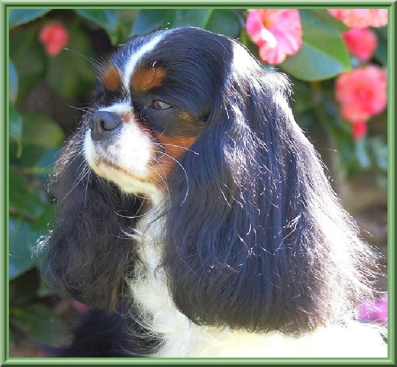 Carham Ciné star - 1ère Excellente - Meilleur Vétéran