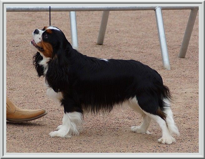 Piétra galla de Luline - Excellent Sélectionné