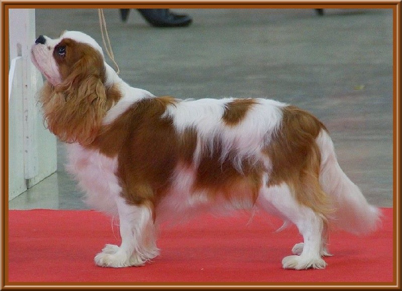 CH. Isadora duncan de Luline - 2ème Excellent; R-CACS et R-CACIB