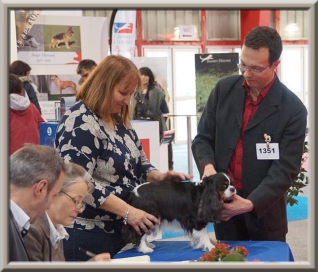 Carham Ciné star - 1ère Excellent - Meilleur Vétéran