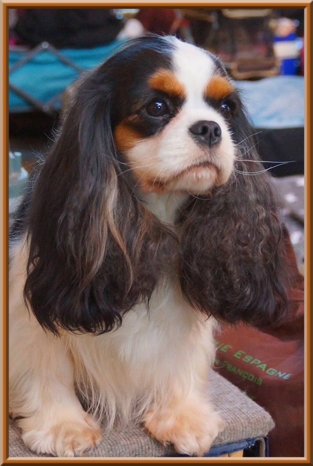 CH. Madame butterfly de Luline - 1ère Excellent - CACS