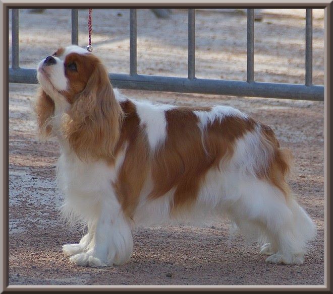 CH. Mayerling de Luline - 1ère Excellent - CACS - Meilleur de Race