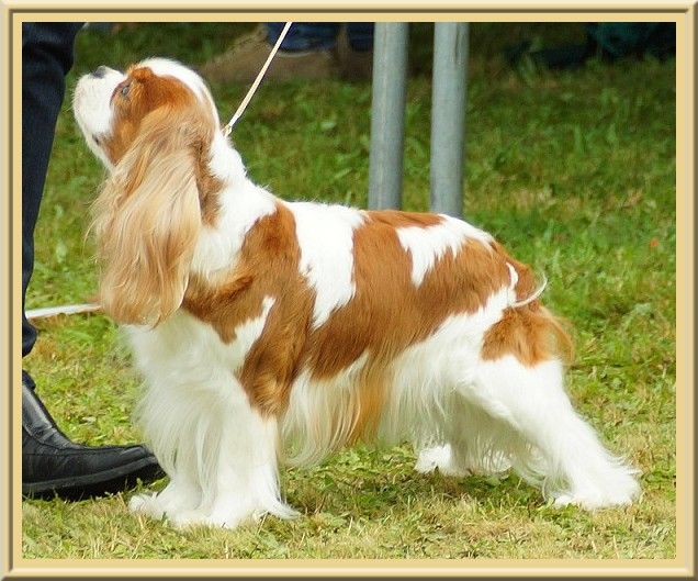 CH. Mayerling de Luline - Excellent (non classé)