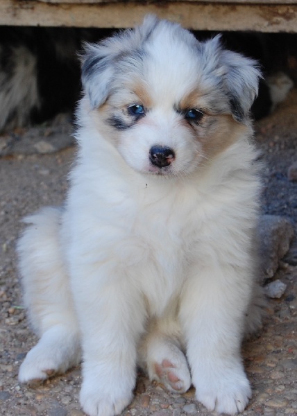 Gallant little girl dite glory de la Contrée d'Elmera
