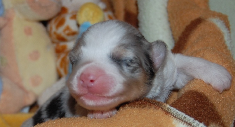 Gallant little girl dite glory de la Contrée d'Elmera