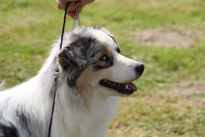 Gallant little girl dite glory de la Contrée d'Elmera