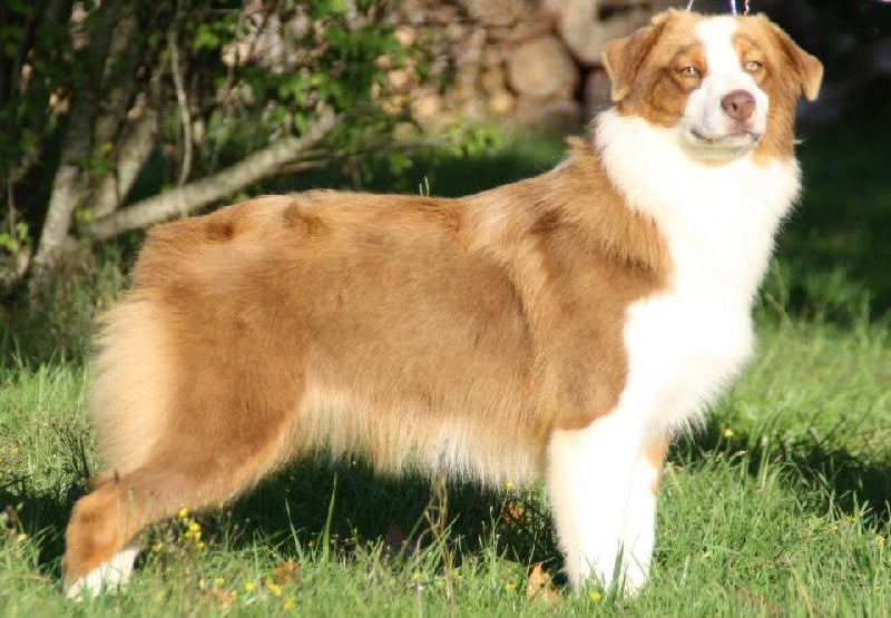 High spirited girl for fender song de la Contrée d'Elmera