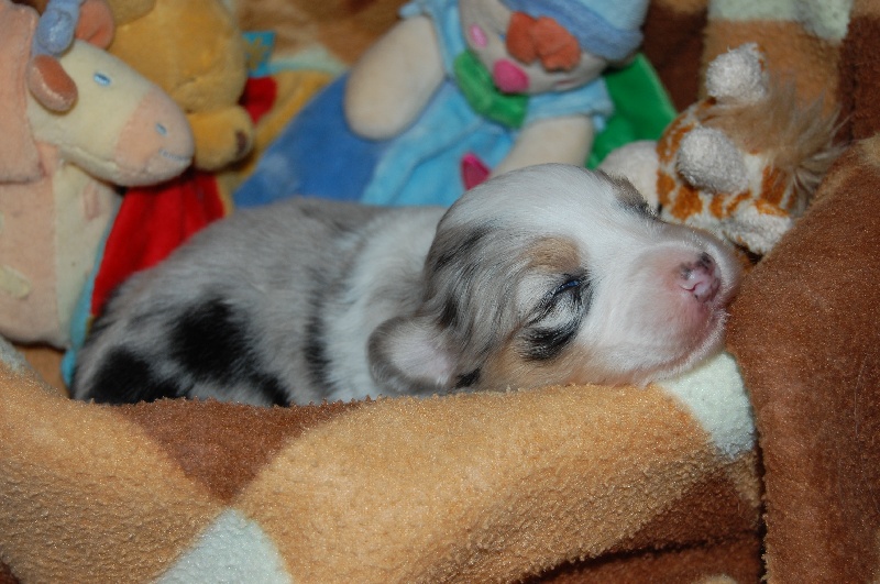 Gallant little girl dite glory de la Contrée d'Elmera