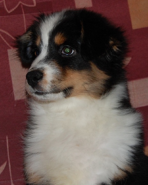 Publication : du Chemin de la Lune aux Reves Auteur : Christelle