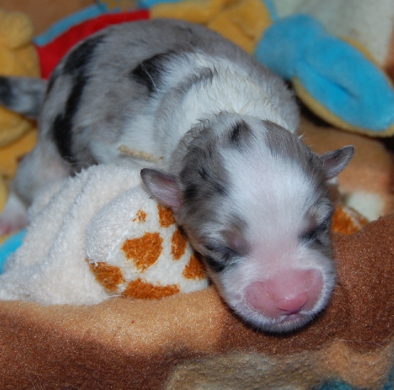 Gallant little girl dite glory de la Contrée d'Elmera