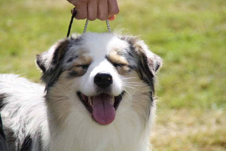 Gallant little girl dite glory de la Contrée d'Elmera