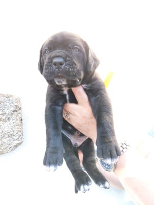 Les chiots de Cane Corso