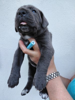 Les chiots de Cane Corso