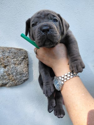 Les chiots de Cane Corso