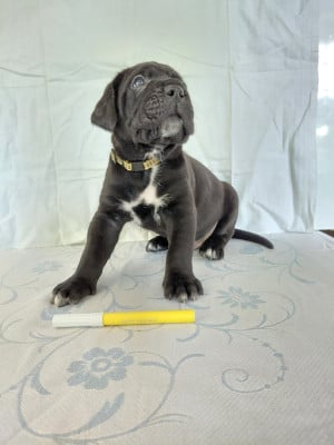 Les chiots de Cane Corso
