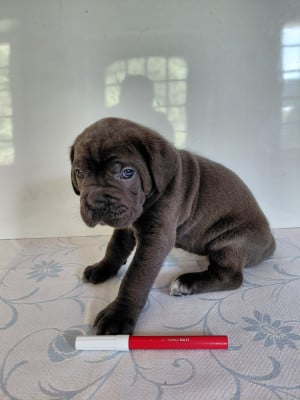 Les chiots de Cane Corso