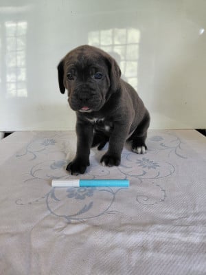Les chiots de Cane Corso