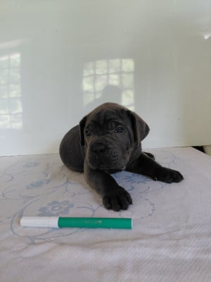 Les chiots de Cane Corso