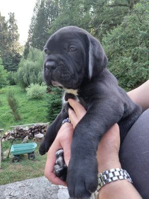 Les chiots de Cane Corso